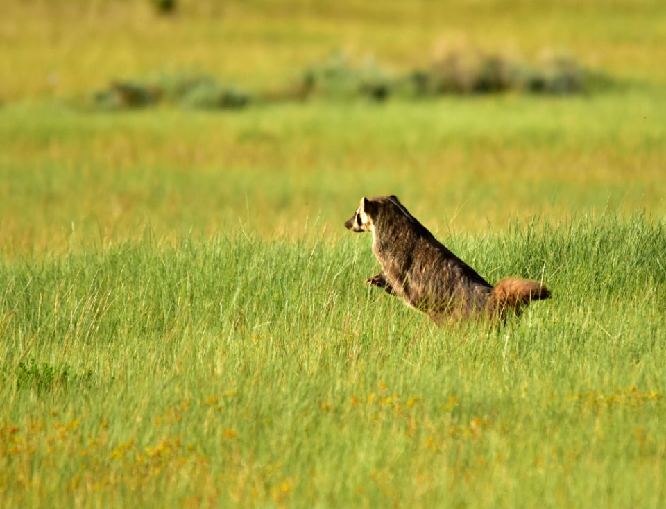 American badger at Arapaho National Wildlife Refuge