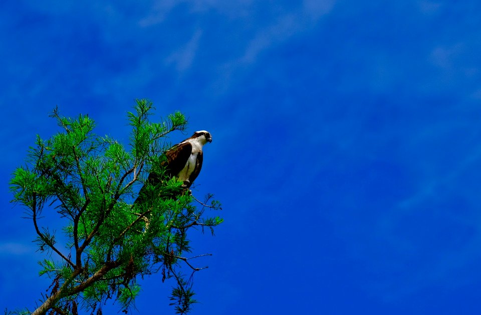 Osprey.