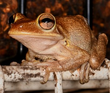 Another frog.