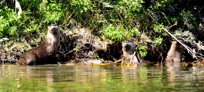 North American river otter at Seedskadee National Wildlife Refuge
