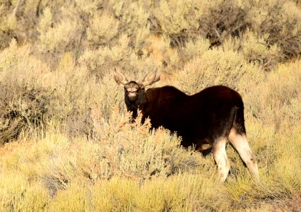 Moose at Seedskadee National Wildlife Refuge
