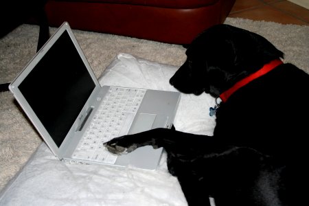 On the Internet...