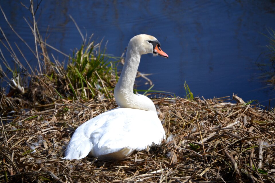 Sweltering swan swan's nest nature
