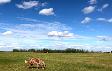 Sniffing For the Sky photo