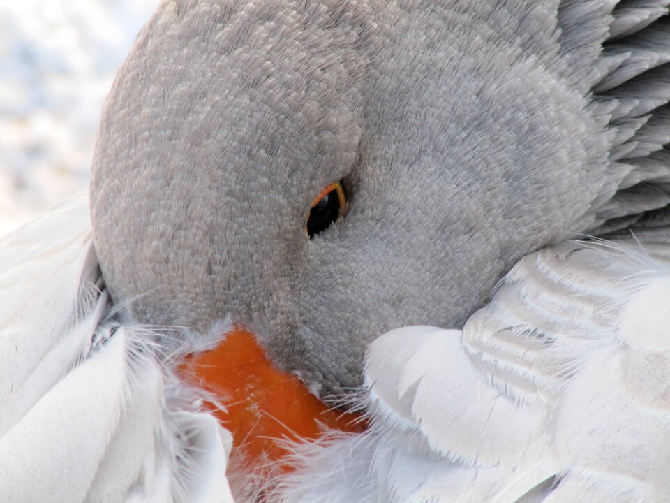 Bird goose close up