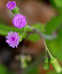 Super tiny flowers and buds.
