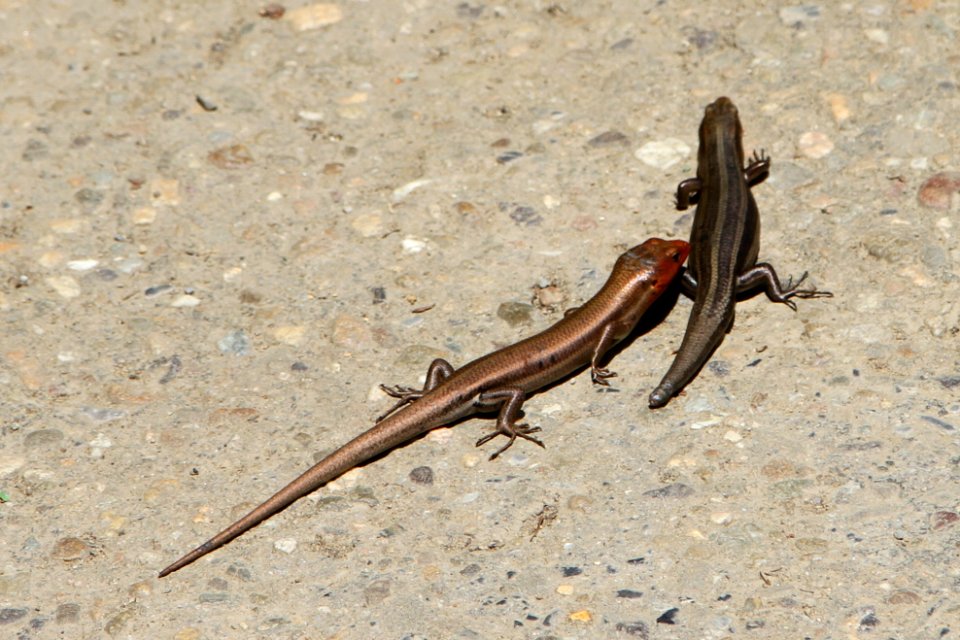 A pair of skinks, May 2013--Warren Bielenberg