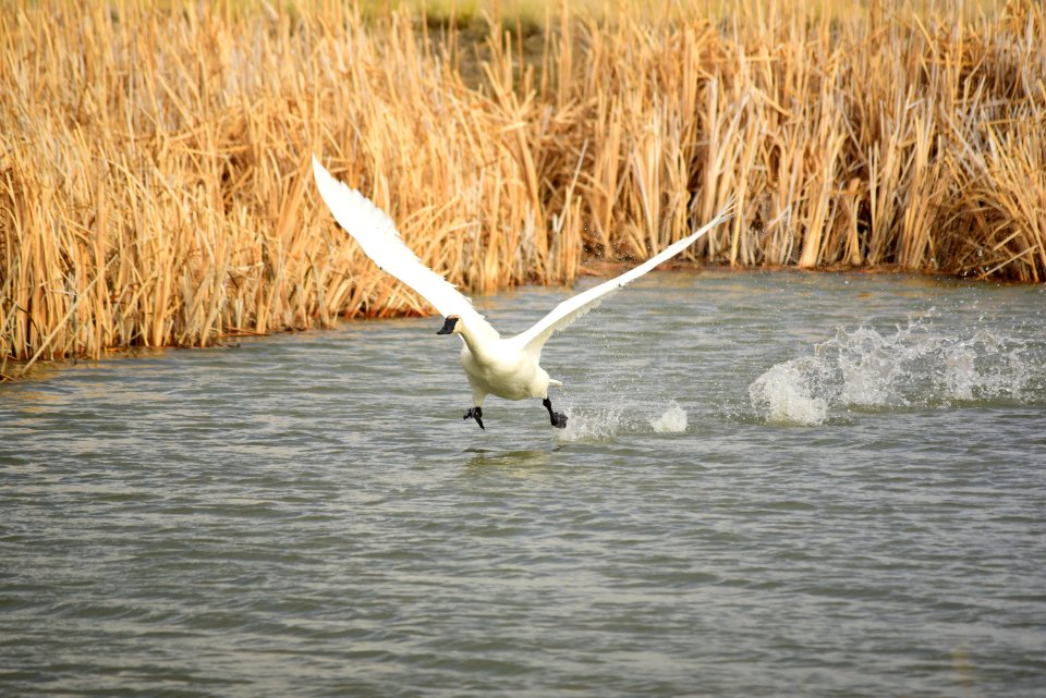 Trumpeter Swan at Seedskadee National Wildlife Refuge