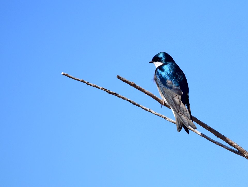 Tree swallow at Seedskadee National Wildlife Refuge