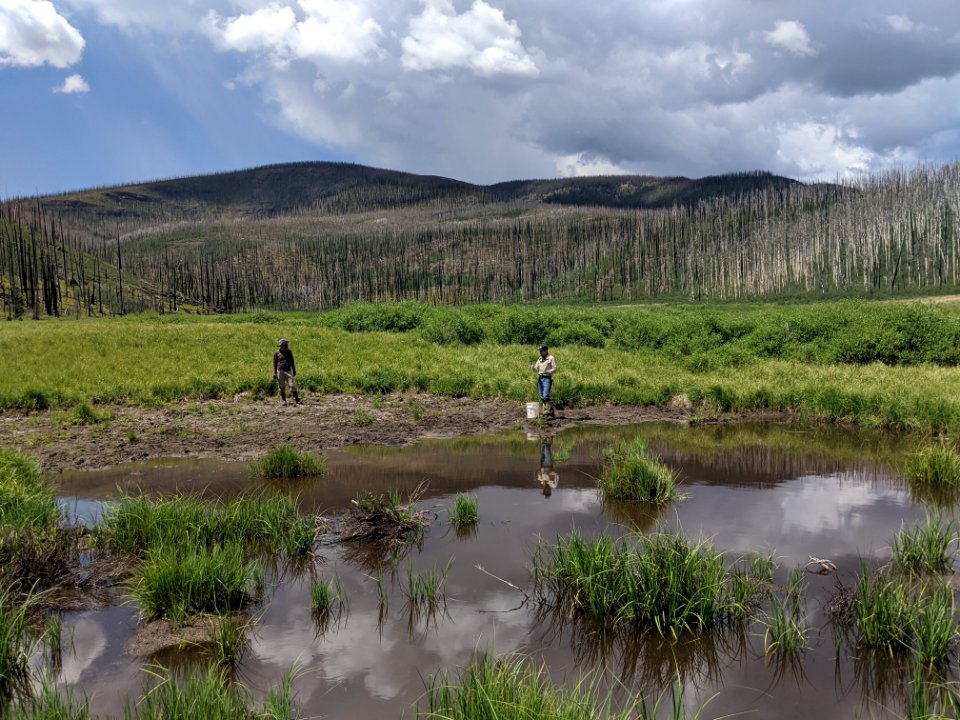 Boreal Toad Restoration Site