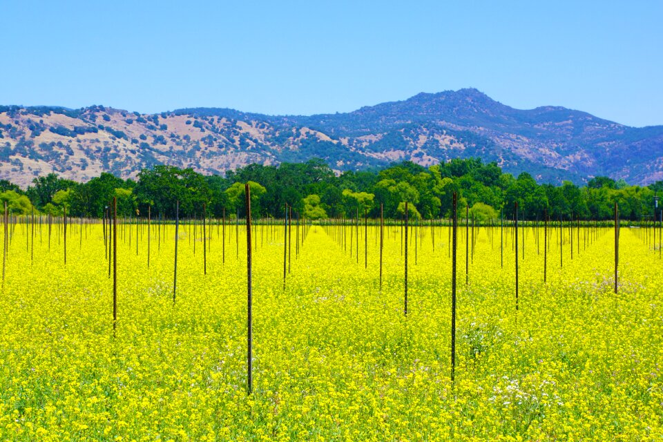 Winery valley vineyard