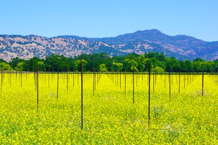 Winery valley vineyard