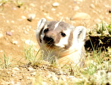 American badger at Seedsakdee National Wildlife Refuge