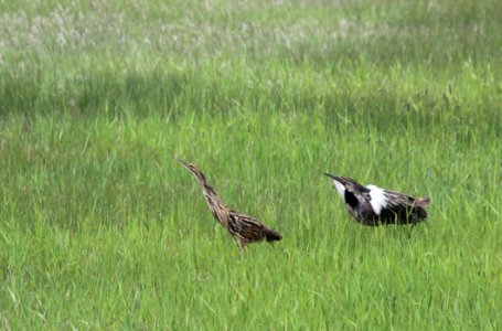 American Bittern photo