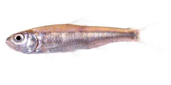 Common Shiner (Luxilus cornutus)