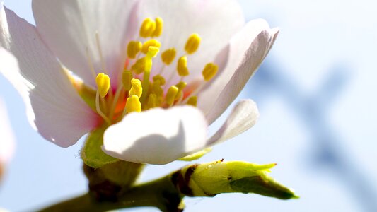 Almond blossom spring free photos photo