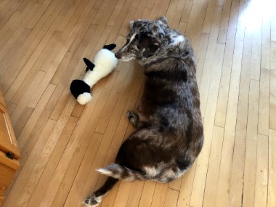 What Sheep?
