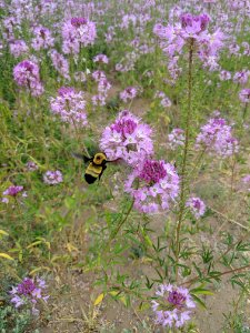Native Bee Pollinating photo