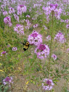Native Bee Pollinating