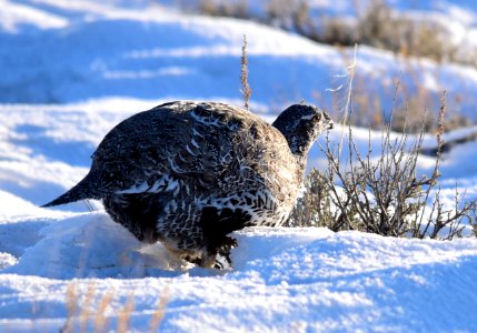 Greater sage-grouse at Seedskadee National Wildlife Refuge