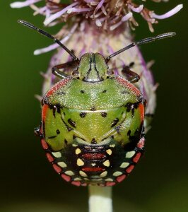 Nezara viridula macro