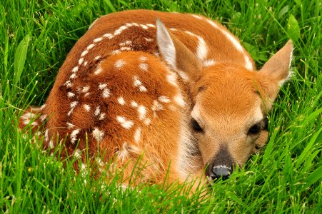 White tailed deer fawn in grass Sand Lake NWR photo