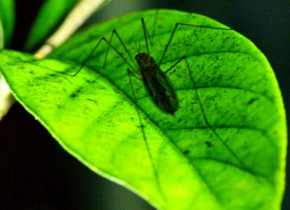 Bug blends in well with leaf.