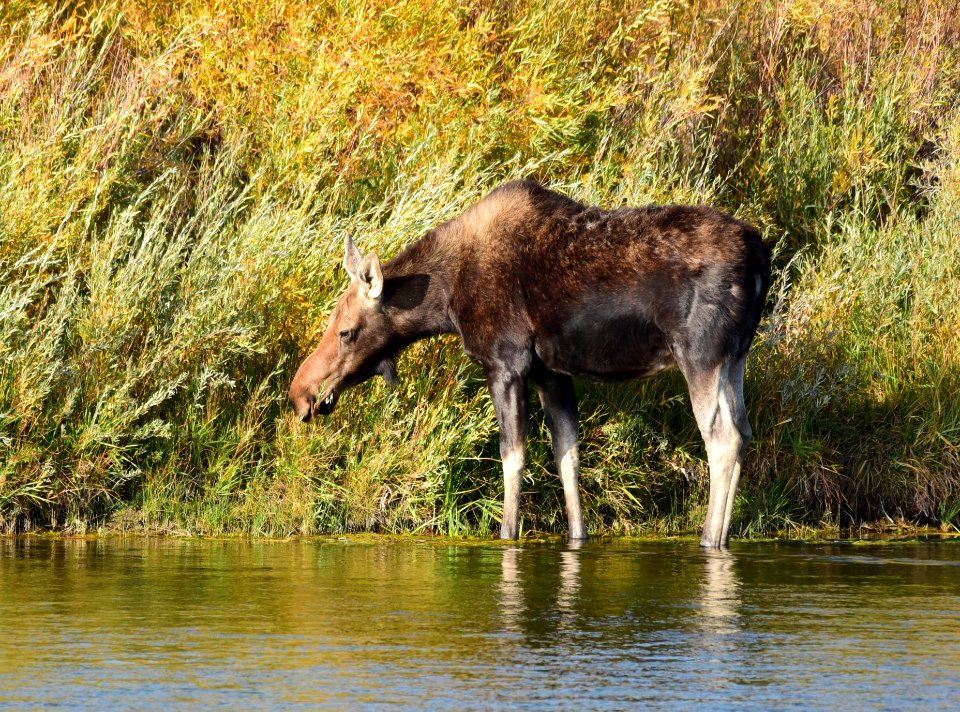 Moose at Seedskadee National Wildlife Refuge