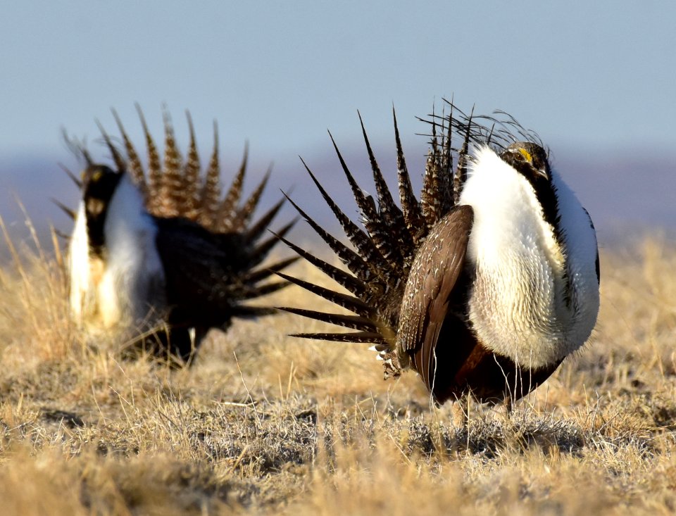 Greater sage-grouse near Seedskadee National Wildlife Refuge