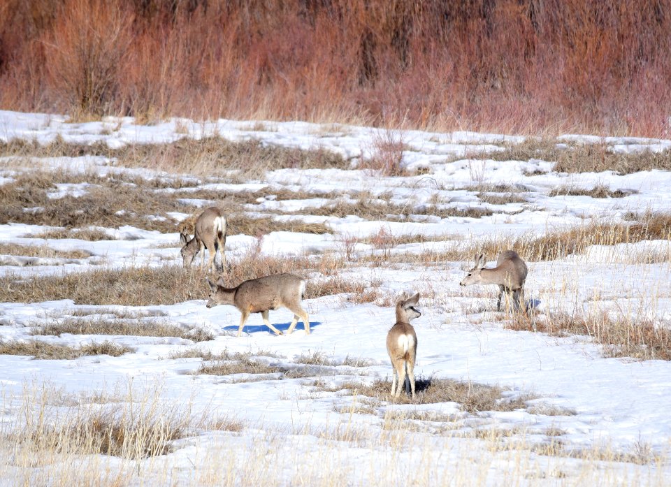 Mule deer at Seedskadee National Wildlife Refuge
