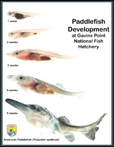 Paddlefish development collage