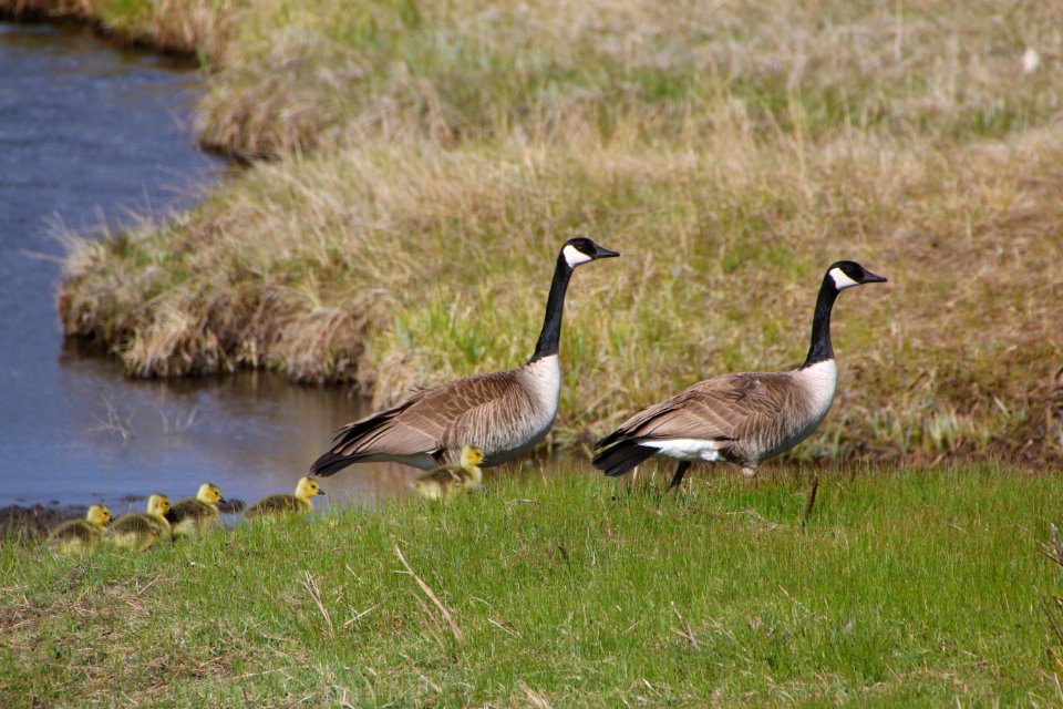 Canada Geese Family