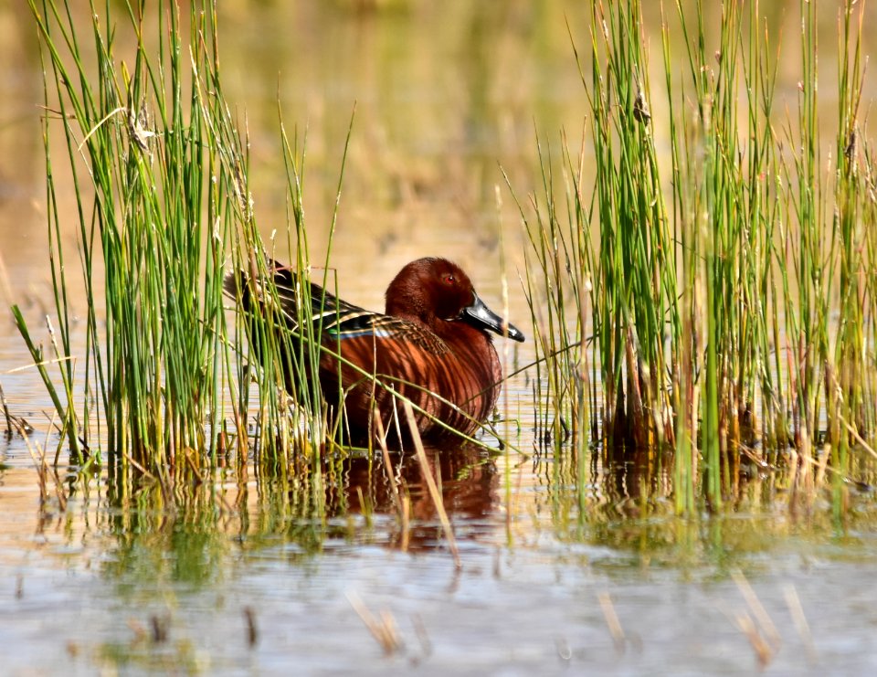 Cinnamon teal at Seedskadee National Wildlife Refuge