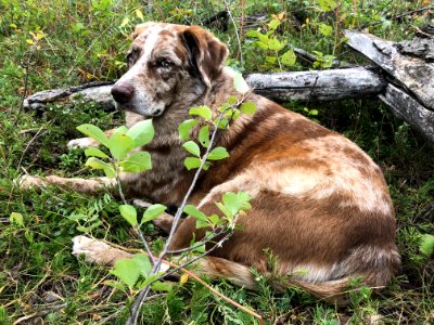 I Am Relaxed in the Forest photo