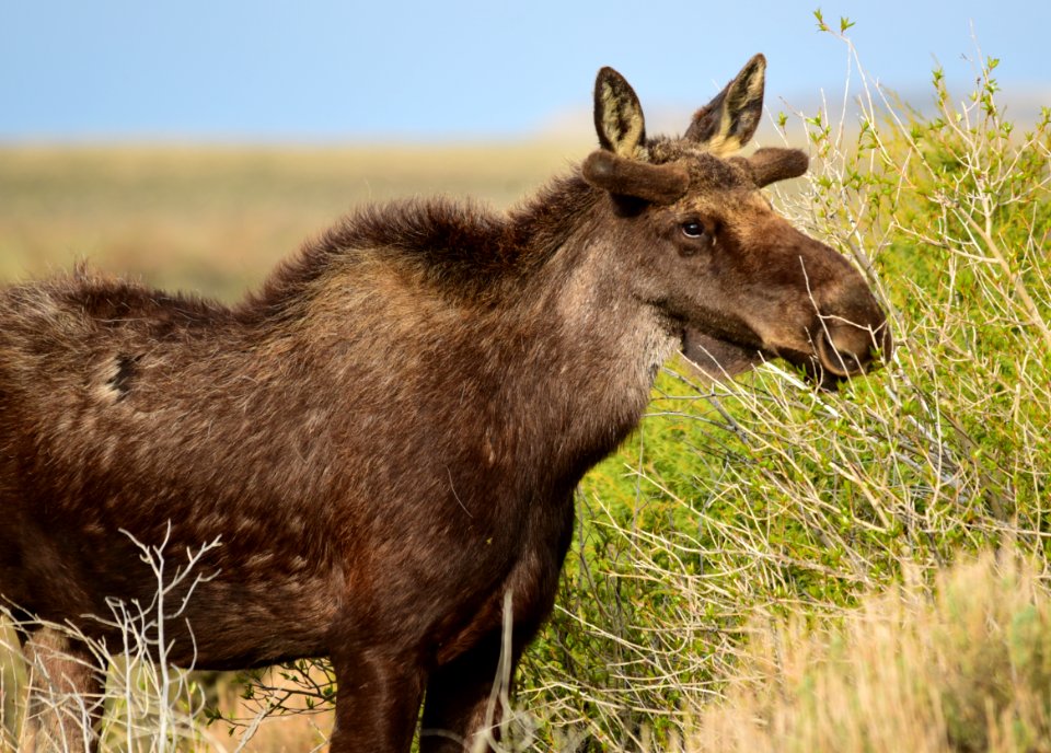 Moose at Seedskadee National Wildlife Refuge