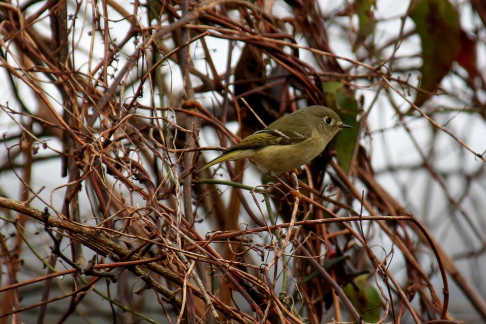 Ruby-crowned kinglet, January 1, 2019--Warren Bielenberg