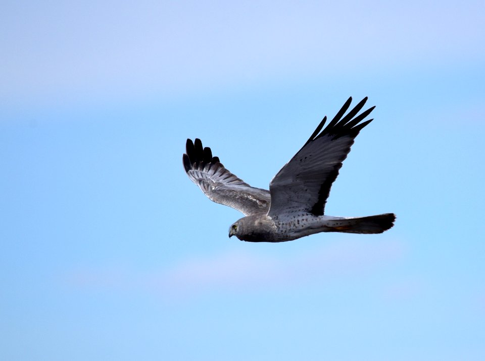 Northern harrier at Seedskadee National Wildlife Refuge