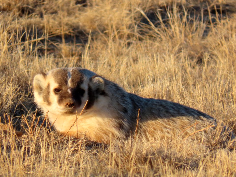 Badger PCD