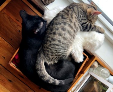 Cat Pile