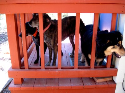 2009/365/75: Three Dog Mayhem photo