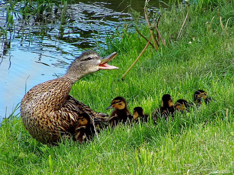 Family ducks defense
