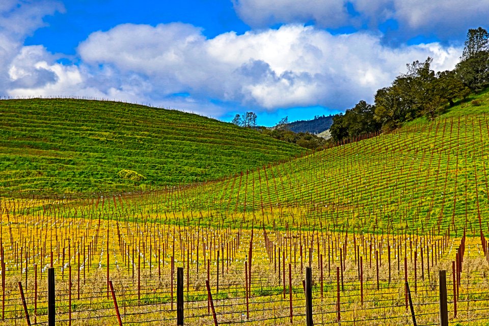 Napa CA