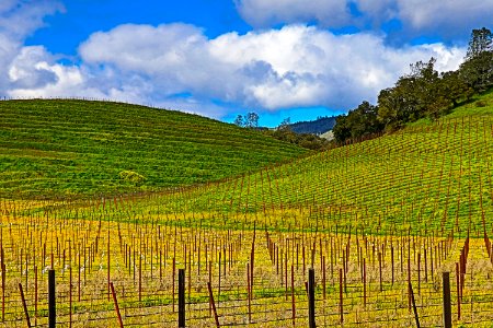 Napa CA