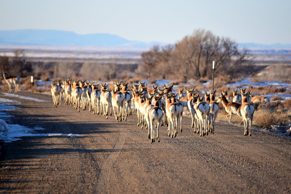 Pronghorn on Seedskadee National Wildlife Refuge