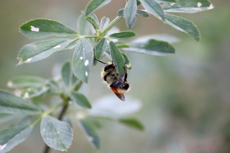 Bumblebee on Alfalfa photo