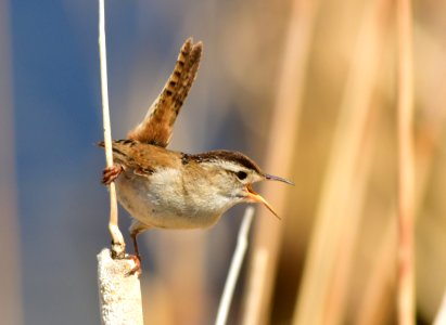 Marsh wren at Seedskadee National Wildlife Refuge