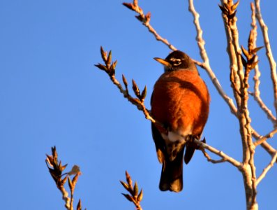 American robin at Seedskadee National Wildlife Refuge photo