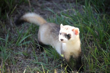 Black Footed Ferret