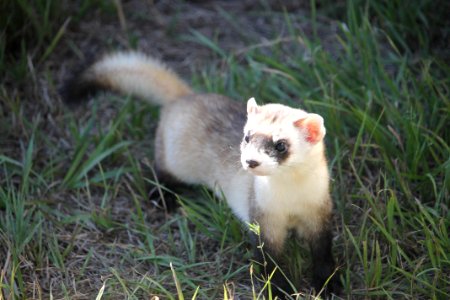 Black Footed Ferret photo