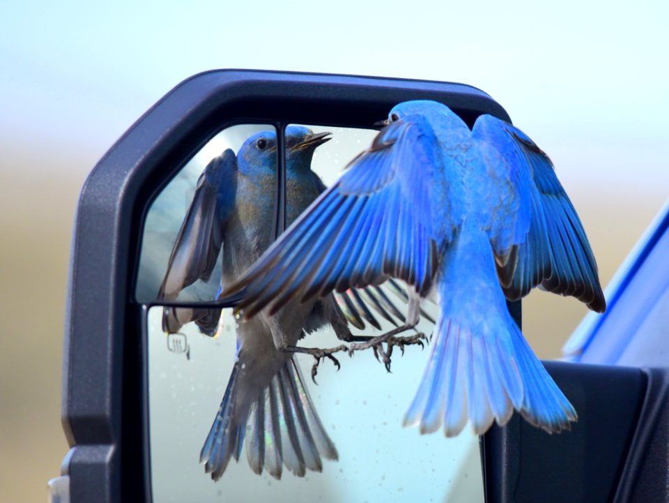 Mountain bluebird at Seedskadee National Wildlife Refuge